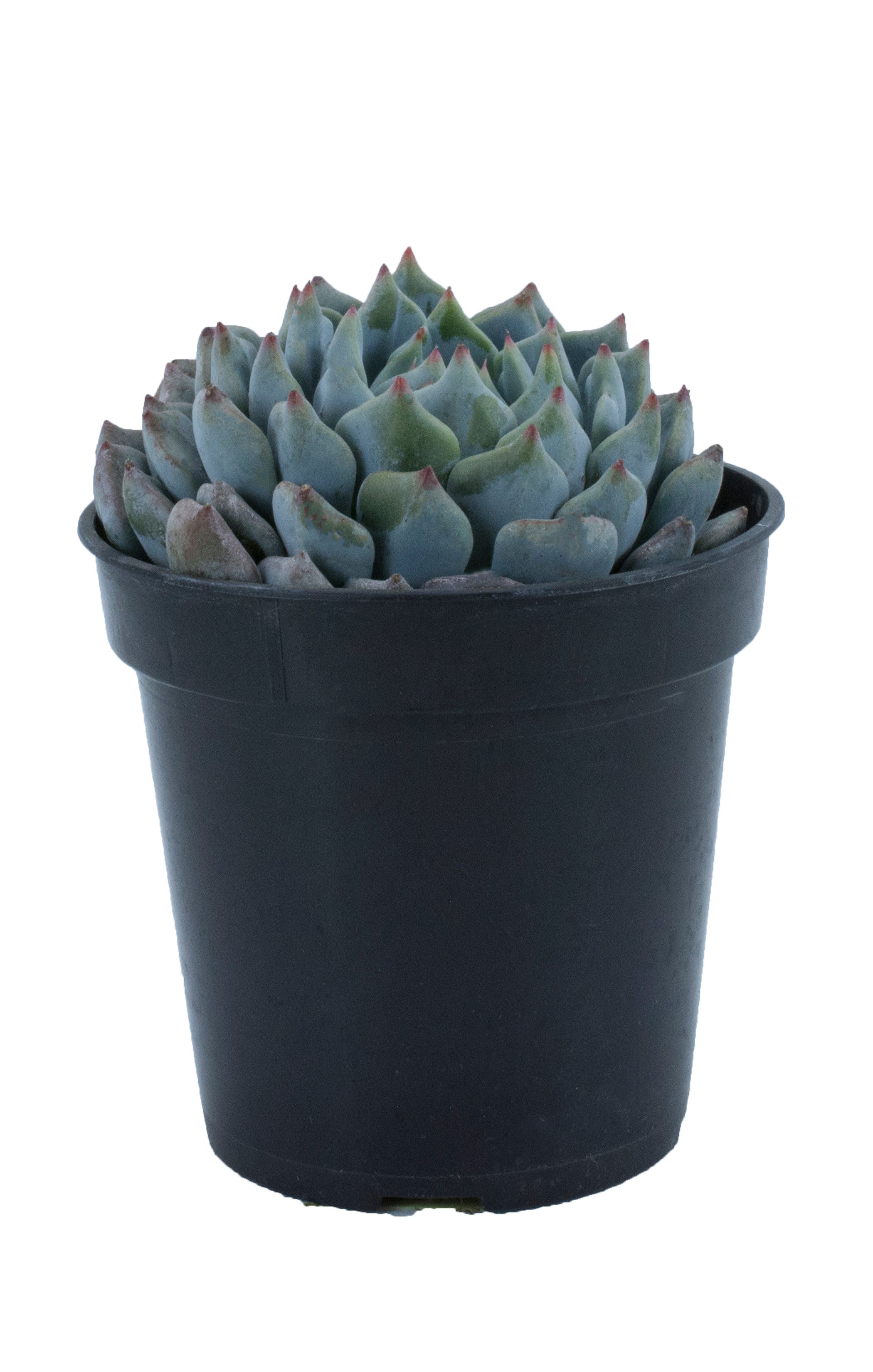 Echeveria ‘Azulita’