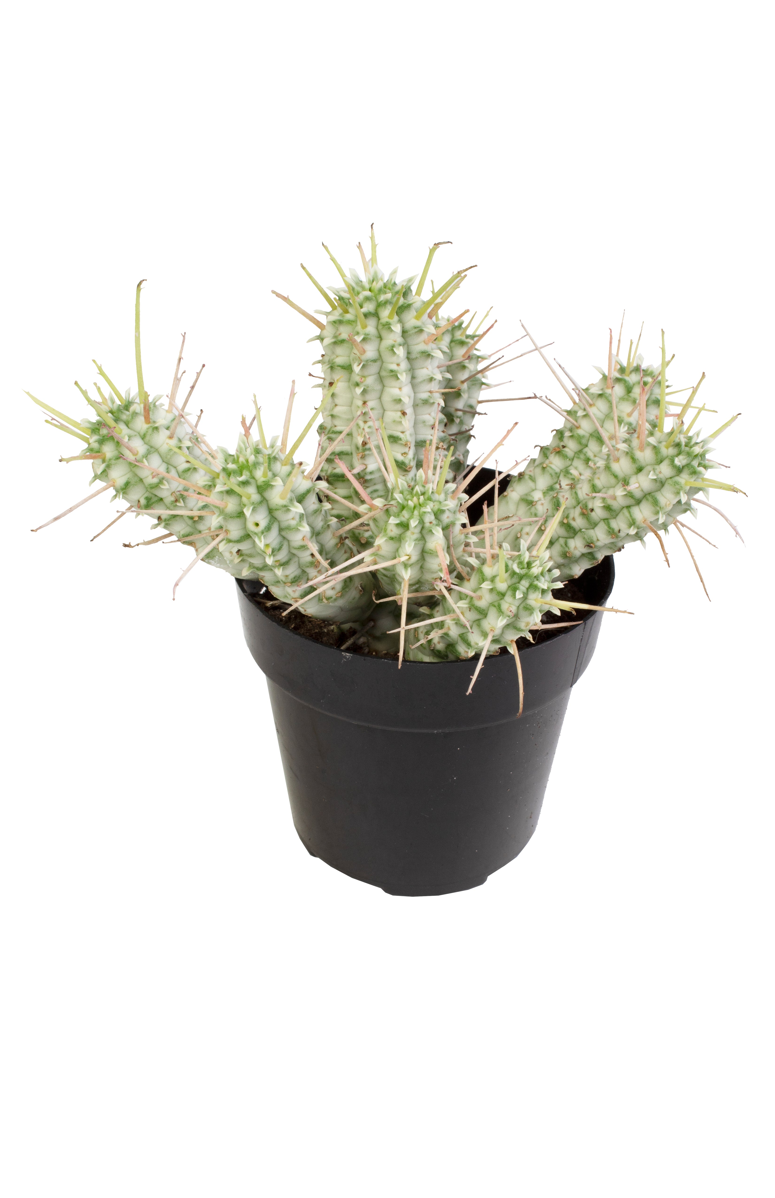 Euphorbia mammillaris 'Variegata'