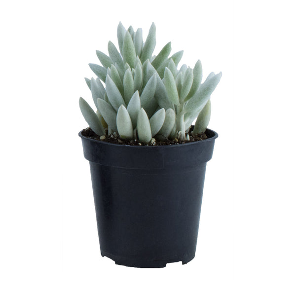 wooly succulent Senecio haworthii 