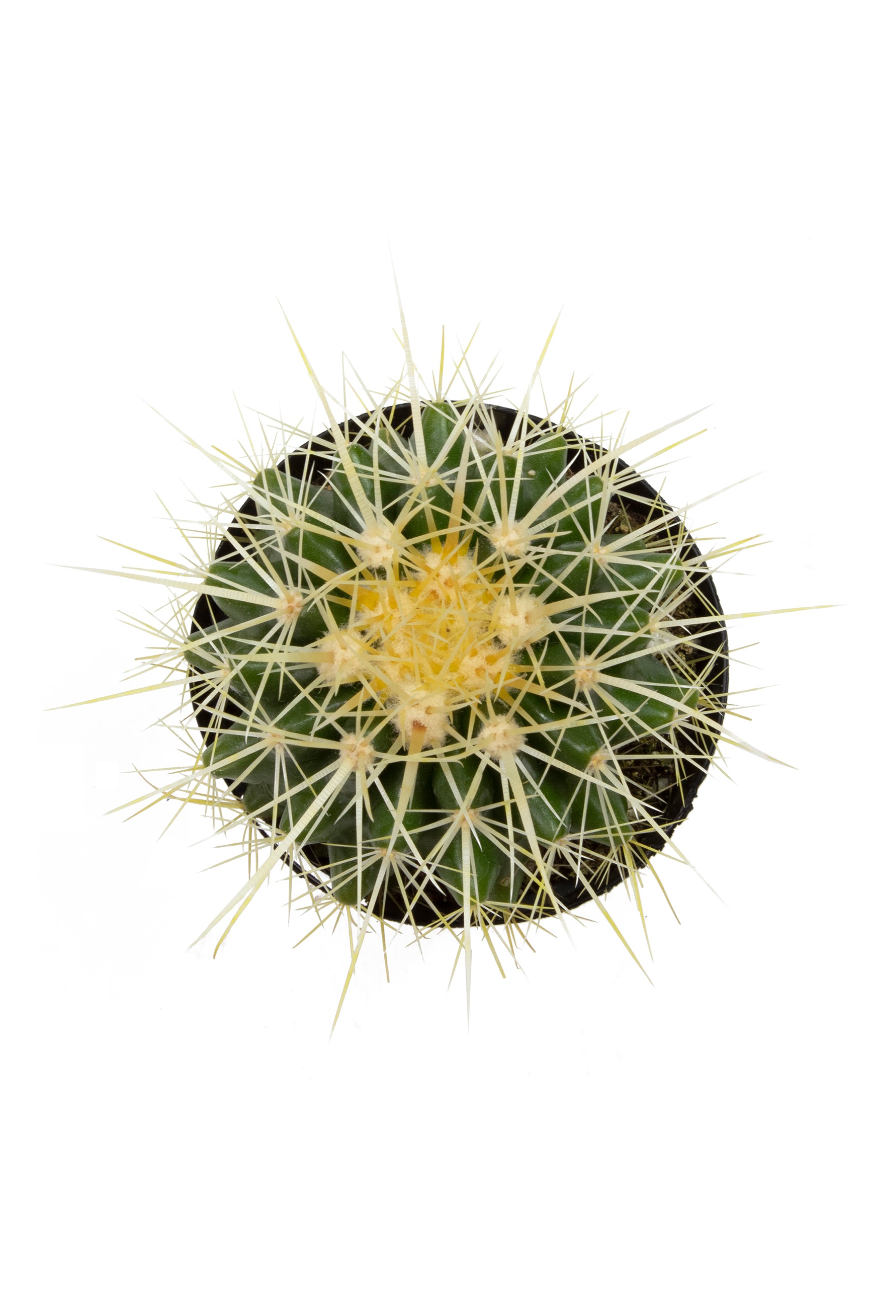 Echinocactus grusonii “Golden Barrel Cactus”