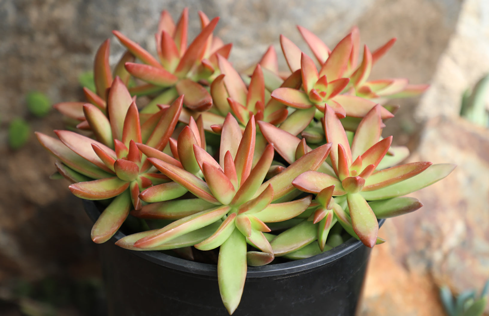 Garden Champions™ Sedum adolphi Firestorm™