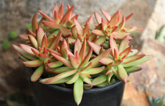 Garden Champions™ Sedum adolphi Firestorm™