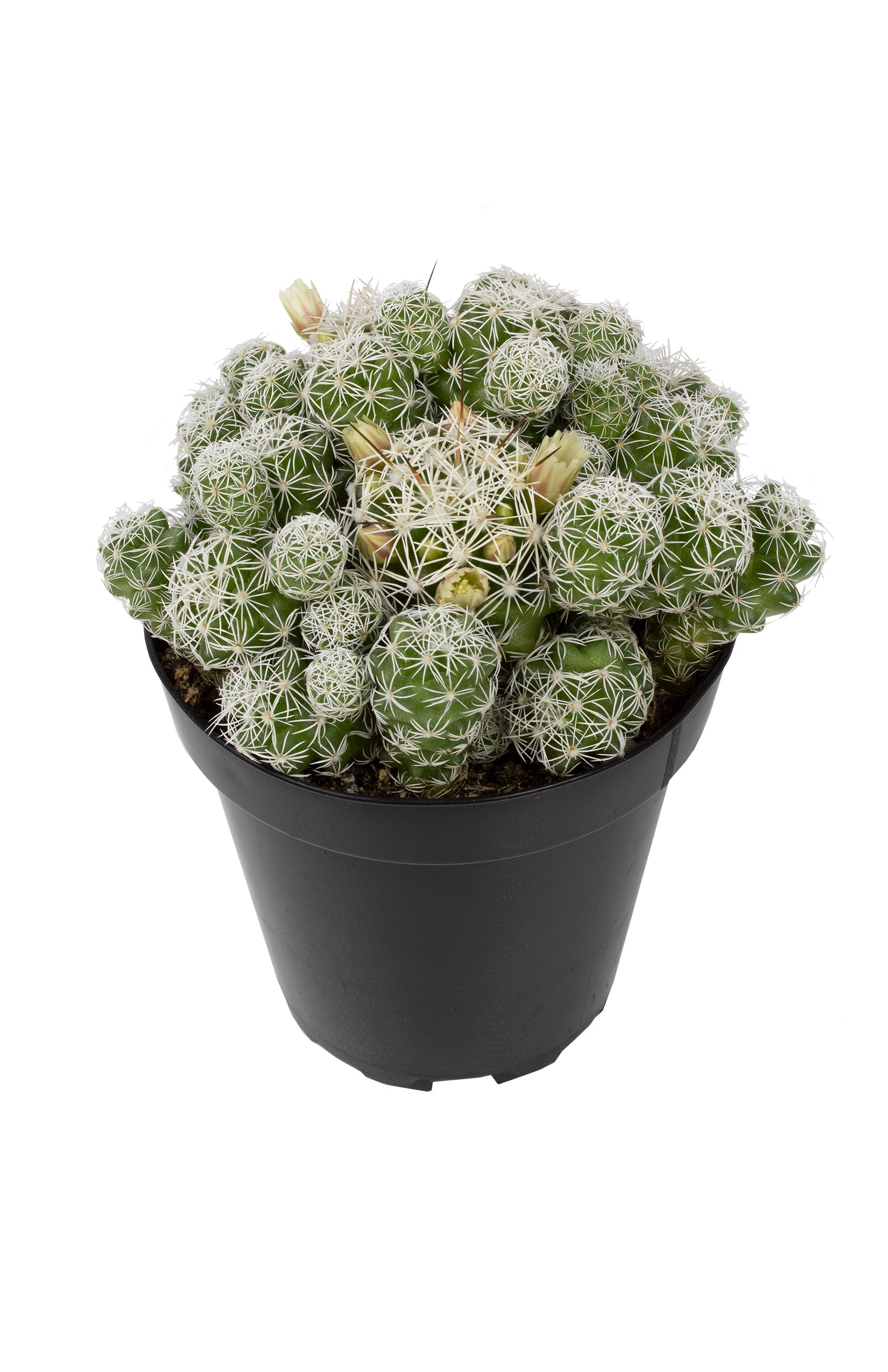 Mammillaria gracilis fragilis "Thimble Cactus"