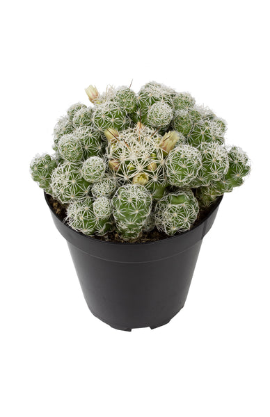 mammillaria gracilis care Mammillaria gracilis fragilis 