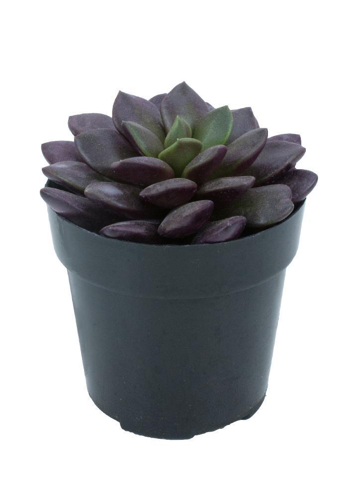 Anacampseros rufescens “Sand Rose”