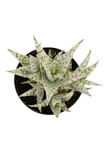 aloe blizzard top white background