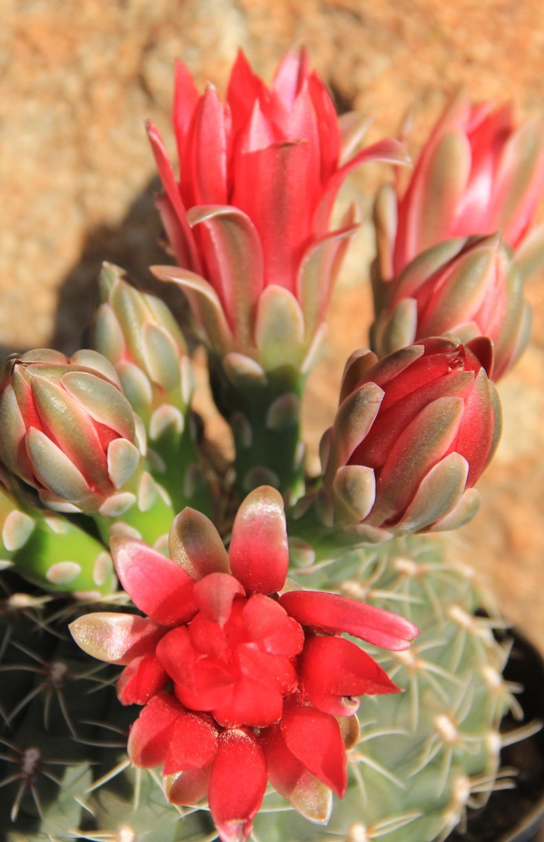 Gymnocalycium baldianum “Chin Cactus” - 2.5