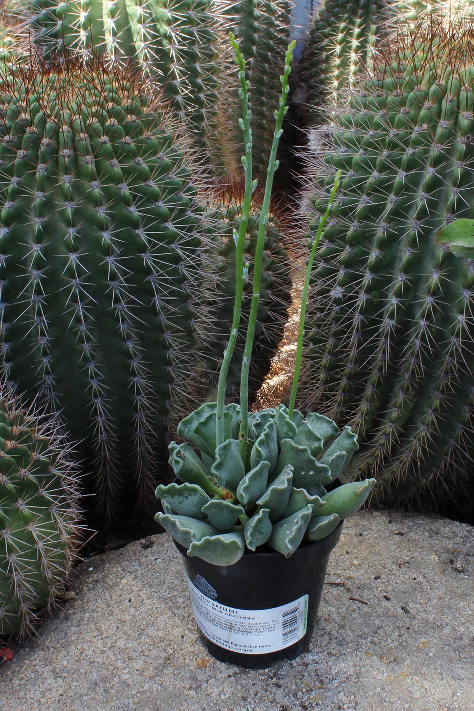 Adromischus cristatus “Key Lime Pie”