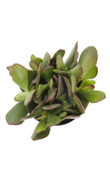 jade succulents Crassula ovata “Jade Plant” – Altman Plants
