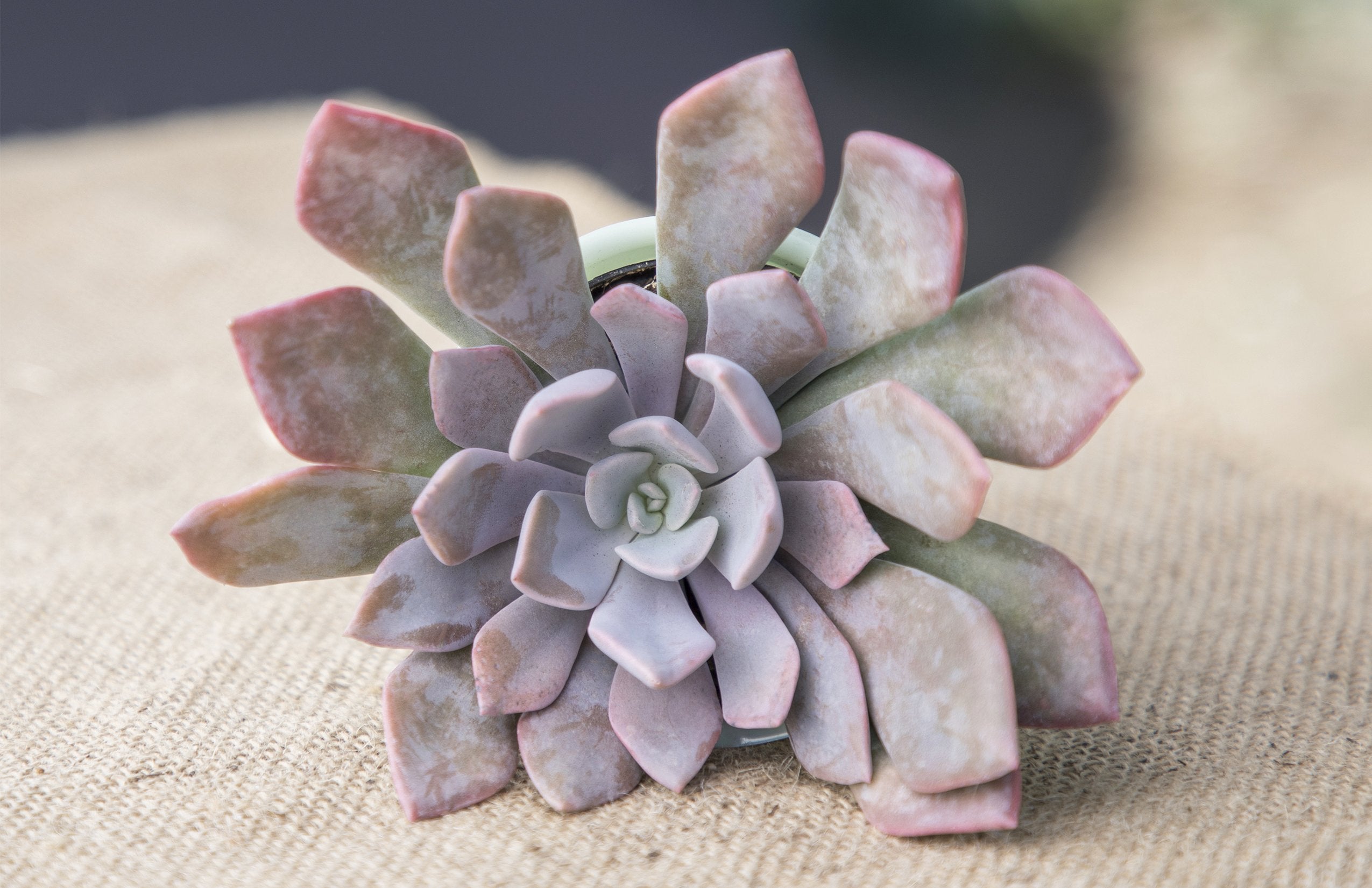 Graptoveria ‘Debbie’ - Lifestyle