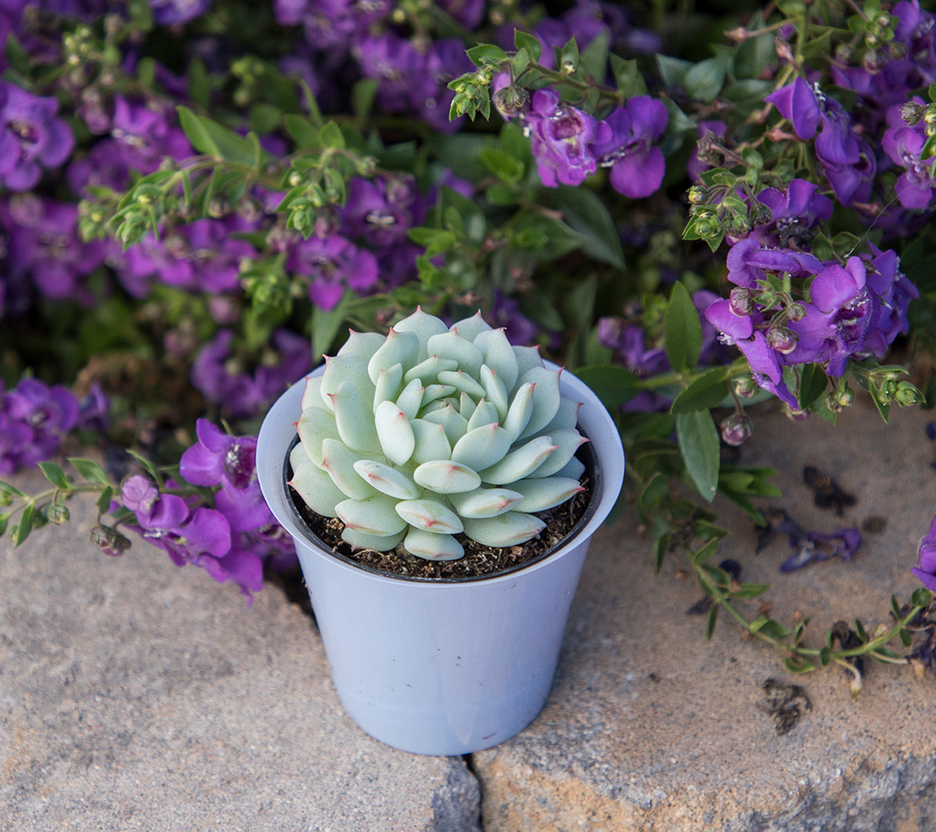 Echeveria derenbergii “Painted Lady”