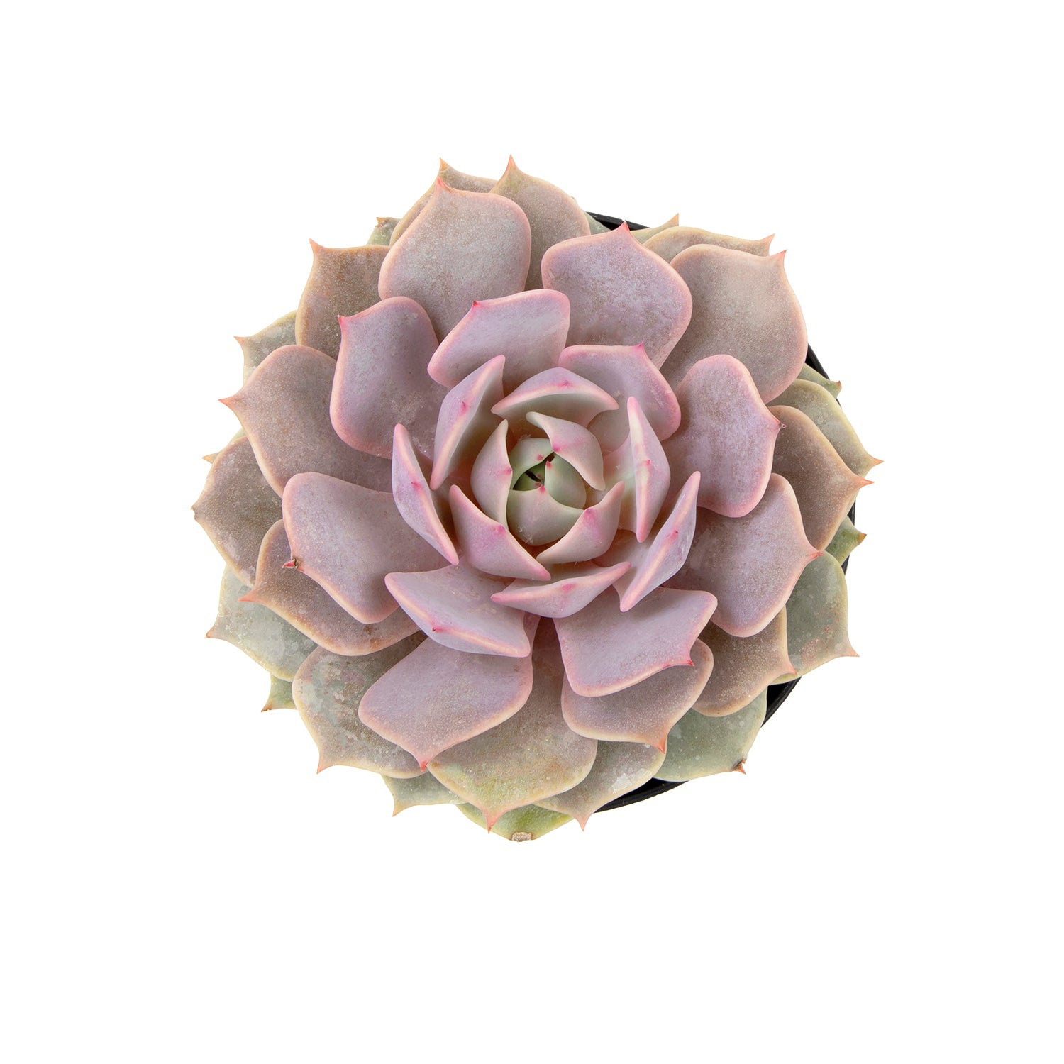 Echeveria 'Angel Kissed' PP33,617 - 2.5"