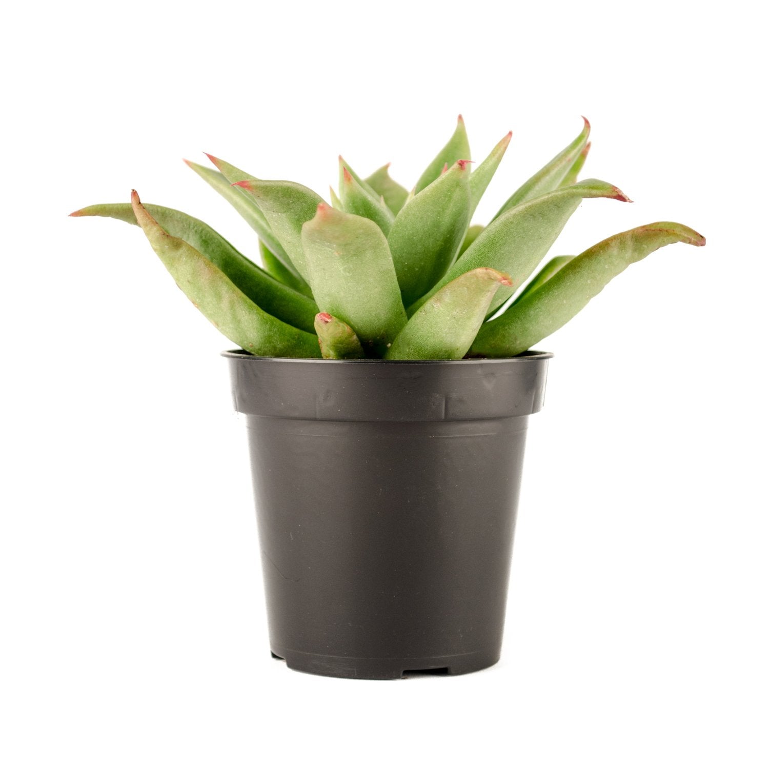 Echeveria agavoides ‘Martin’s Hybrid’