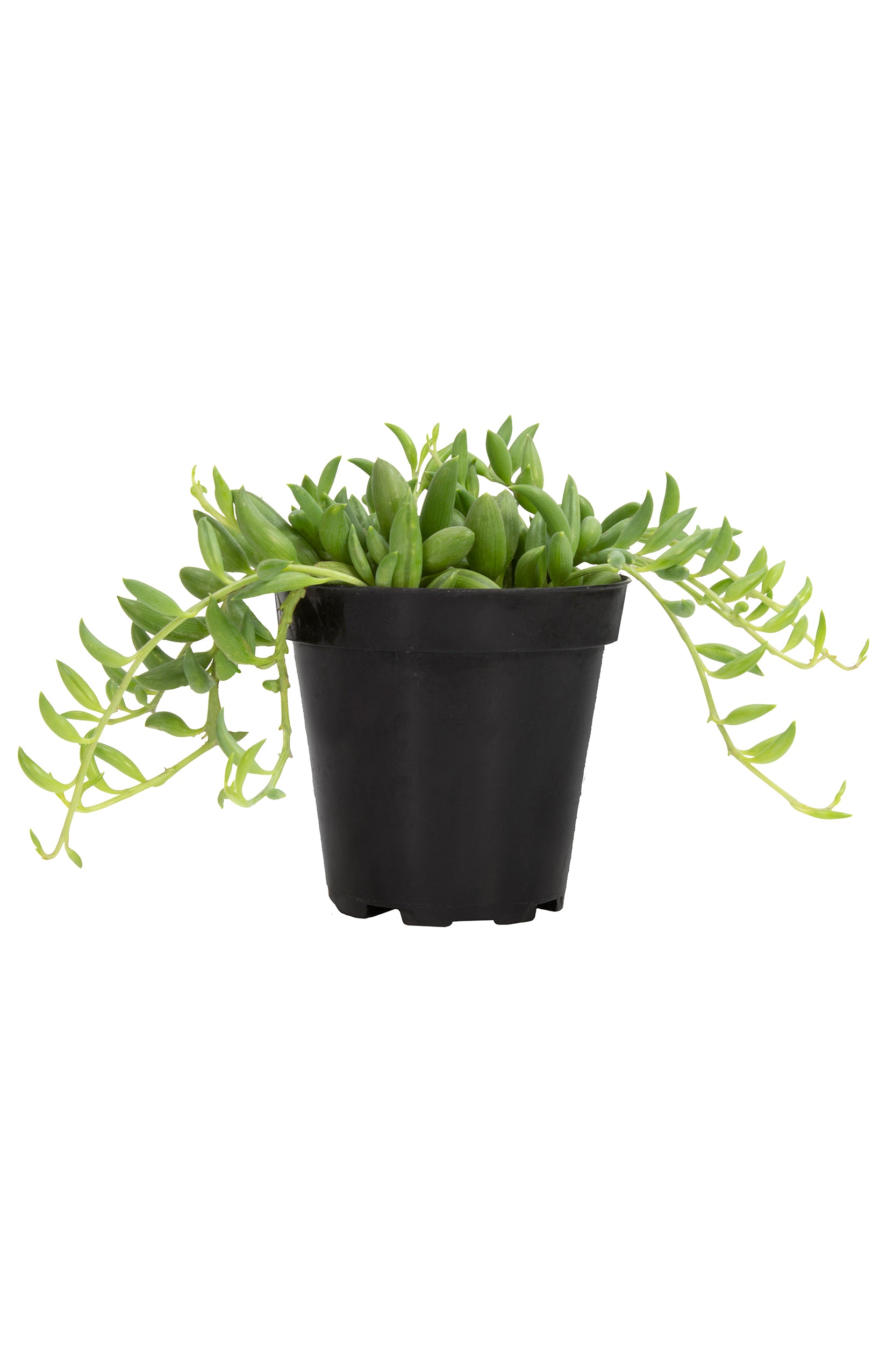 Garden Music™ Senecio radicans “String of Bananas”