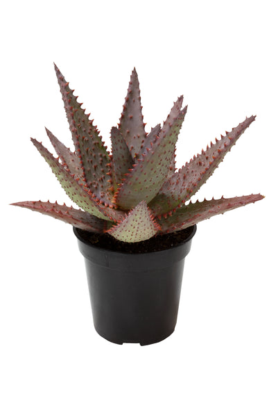 aloe vera plant purple Aloe 'AJR' – Altman Plants