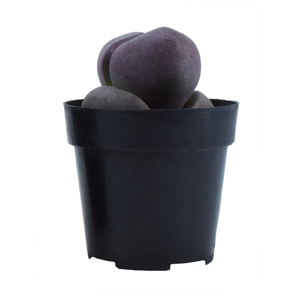 Pleiospilos nelii ‘Royal Flush’ “Purple Split Rock”