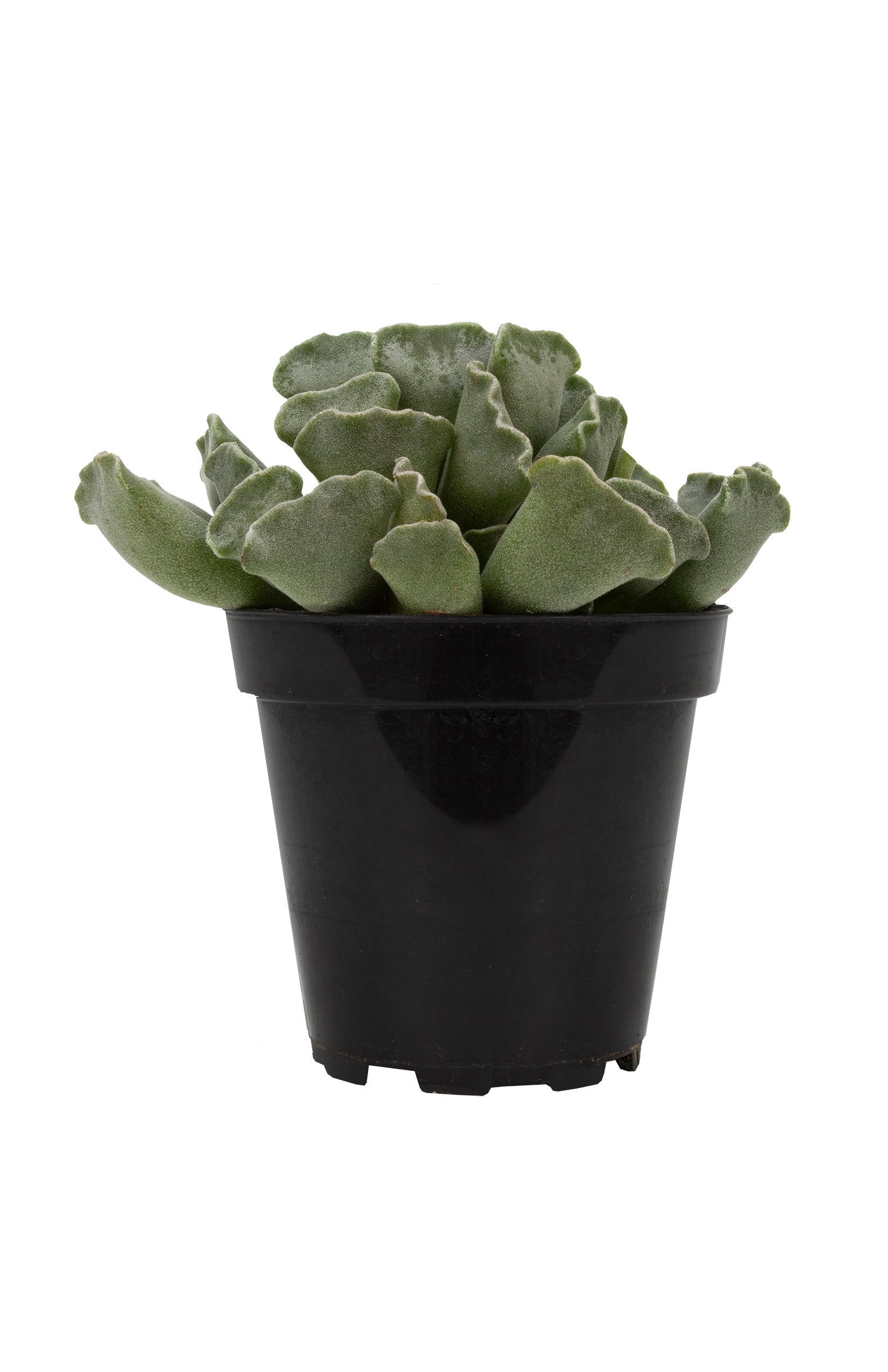 Adromischus cristatus “Key Lime Pie”