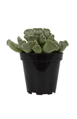 Adromischus cristatus “Key Lime Pie”