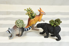 2" Assorted Succulents 64 Pack - Live Succulent Plants (64 Pack) Assorted Potted Succulents Plants Live House Plants in Cacti and Succulent Soil Mix - Cactus Plants Live Indoor Plants Live Houseplants in Planter Pots