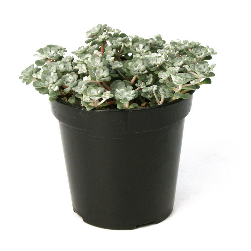 Sedum spathulifolium ‘Capo Blanco’