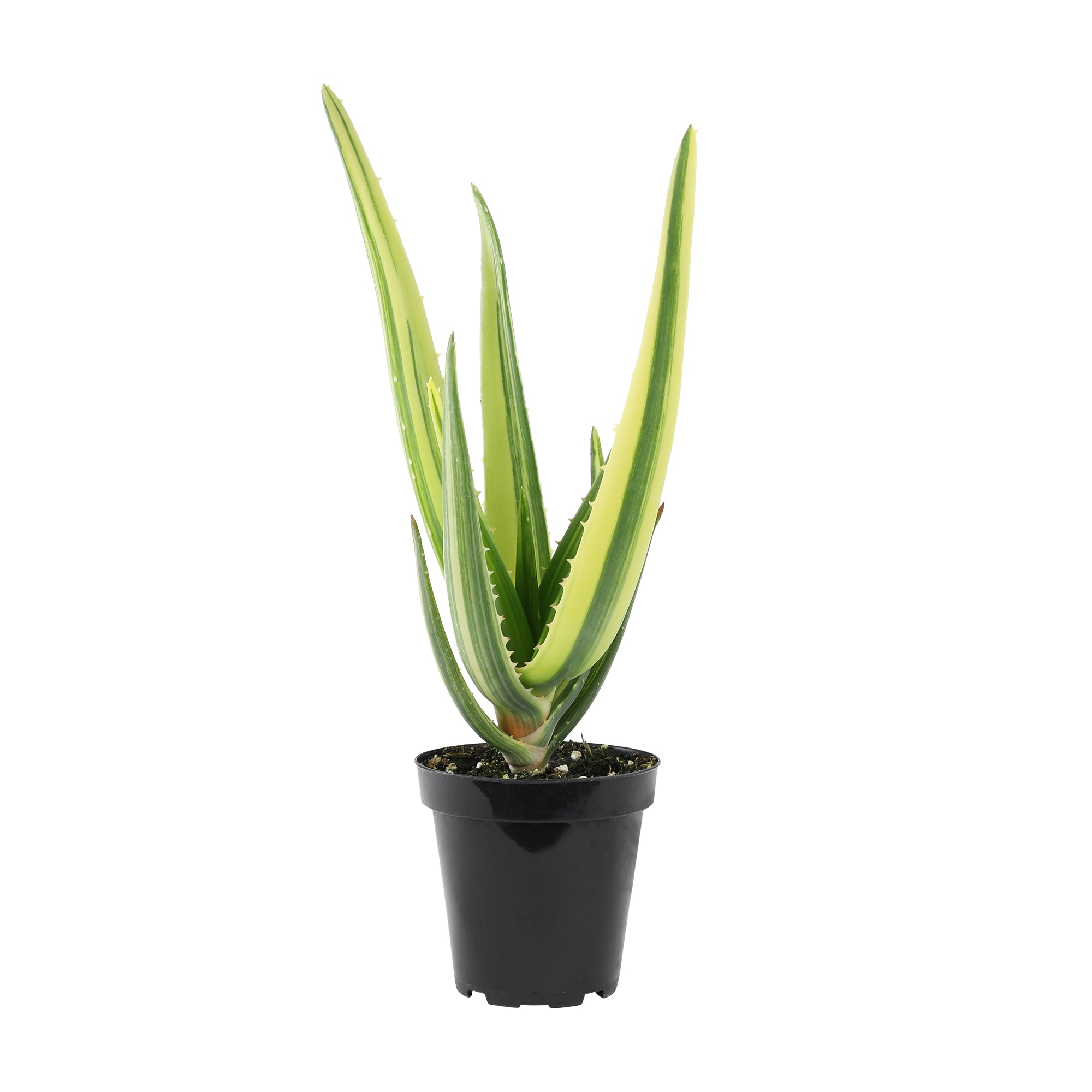 Rare Variegated Aloe Hercules: Tree Aloe Hybrid - Unique Plants & Rare Succulents - (3.5” Pot) – Grows Up To 40ft - Aloe Barberae & Dichotoma Hybrid Aloe - Uncommon Collector Plant