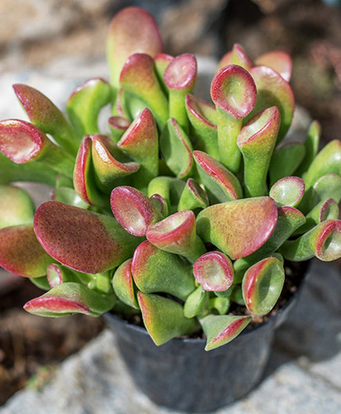 gollum jade succulents Crassula ovata ‘Gollum’