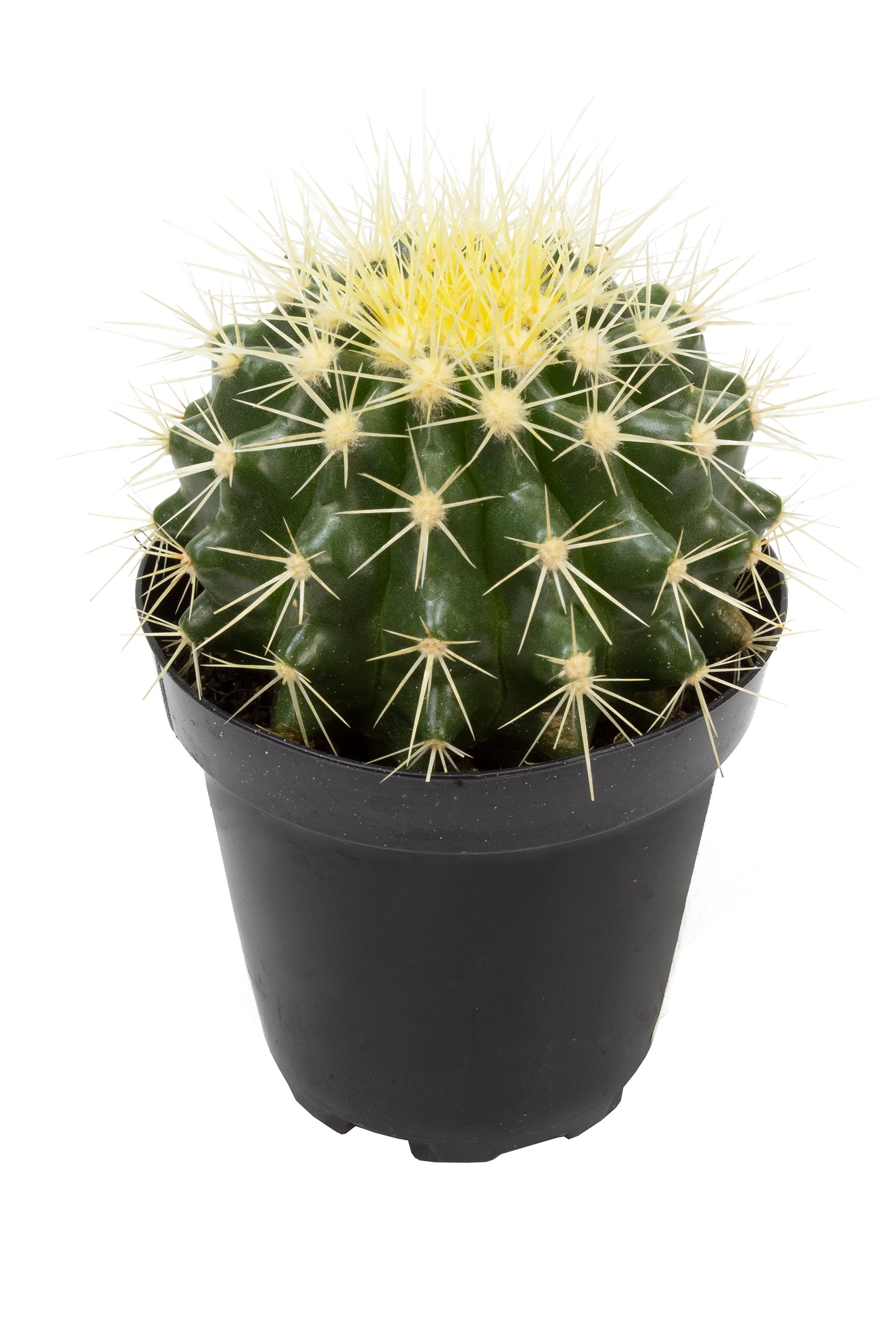Echinocactus grusonii “Golden Barrel Cactus”