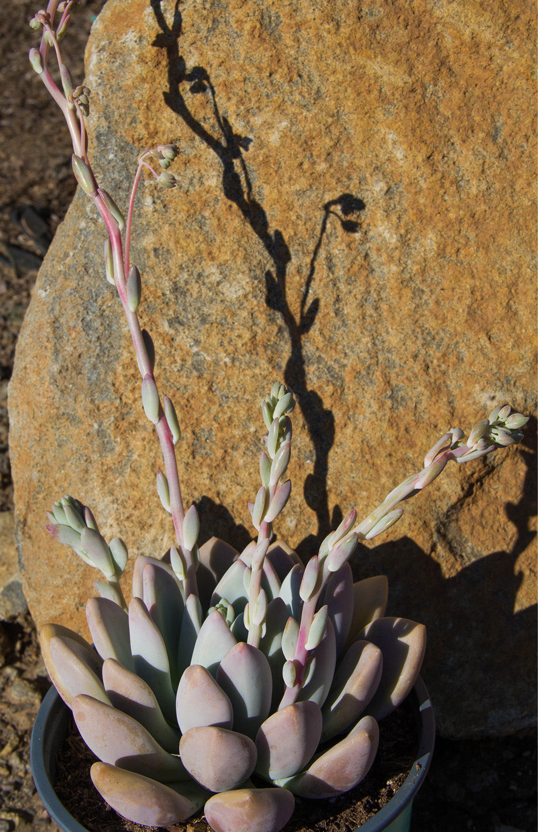 Graptoveria ‘Opalina’