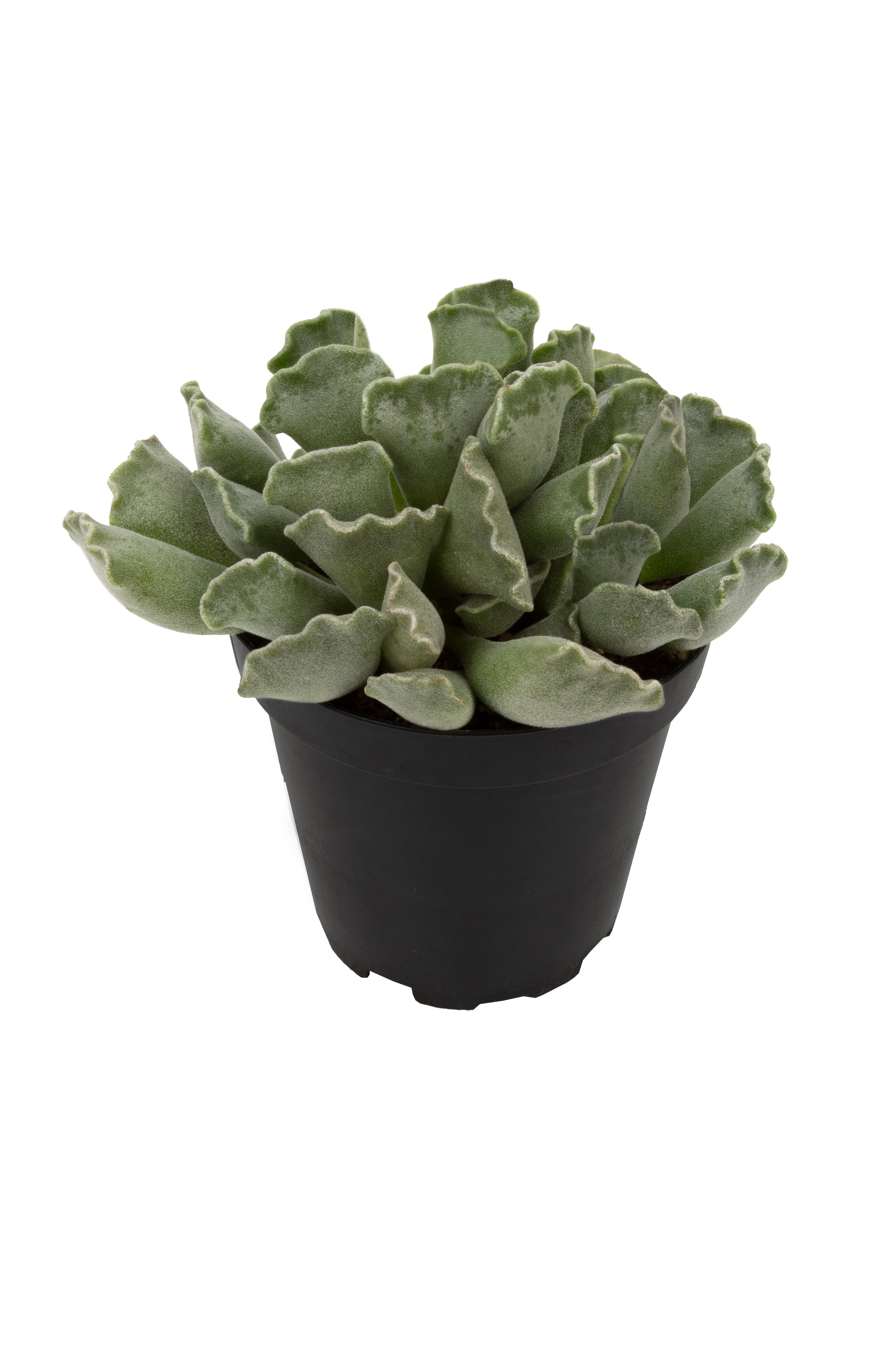 Adromischus cristatus “Key Lime Pie”