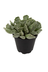 Adromischus cristatus “Key Lime Pie”