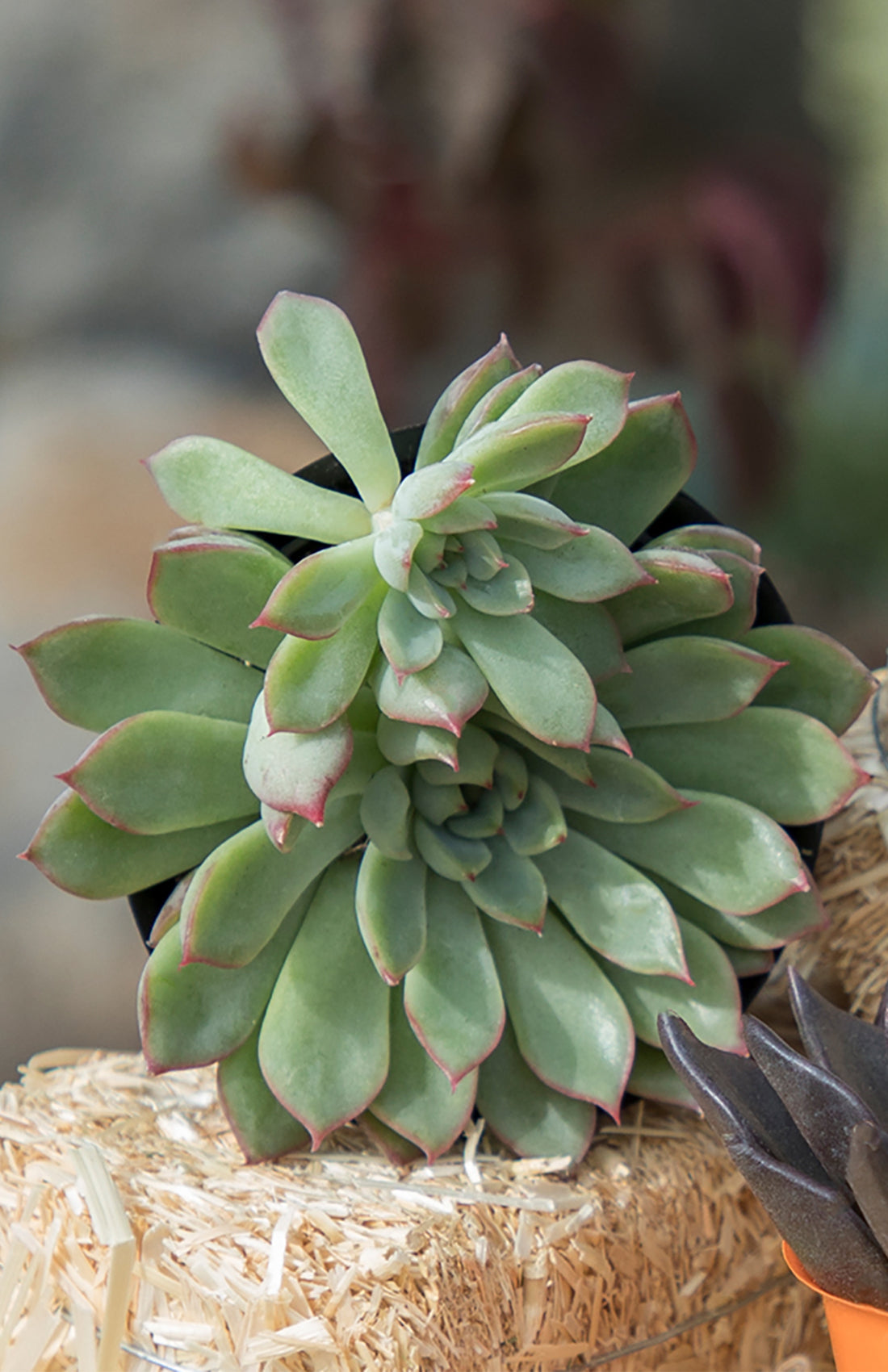 Echeveria ‘Starlite’