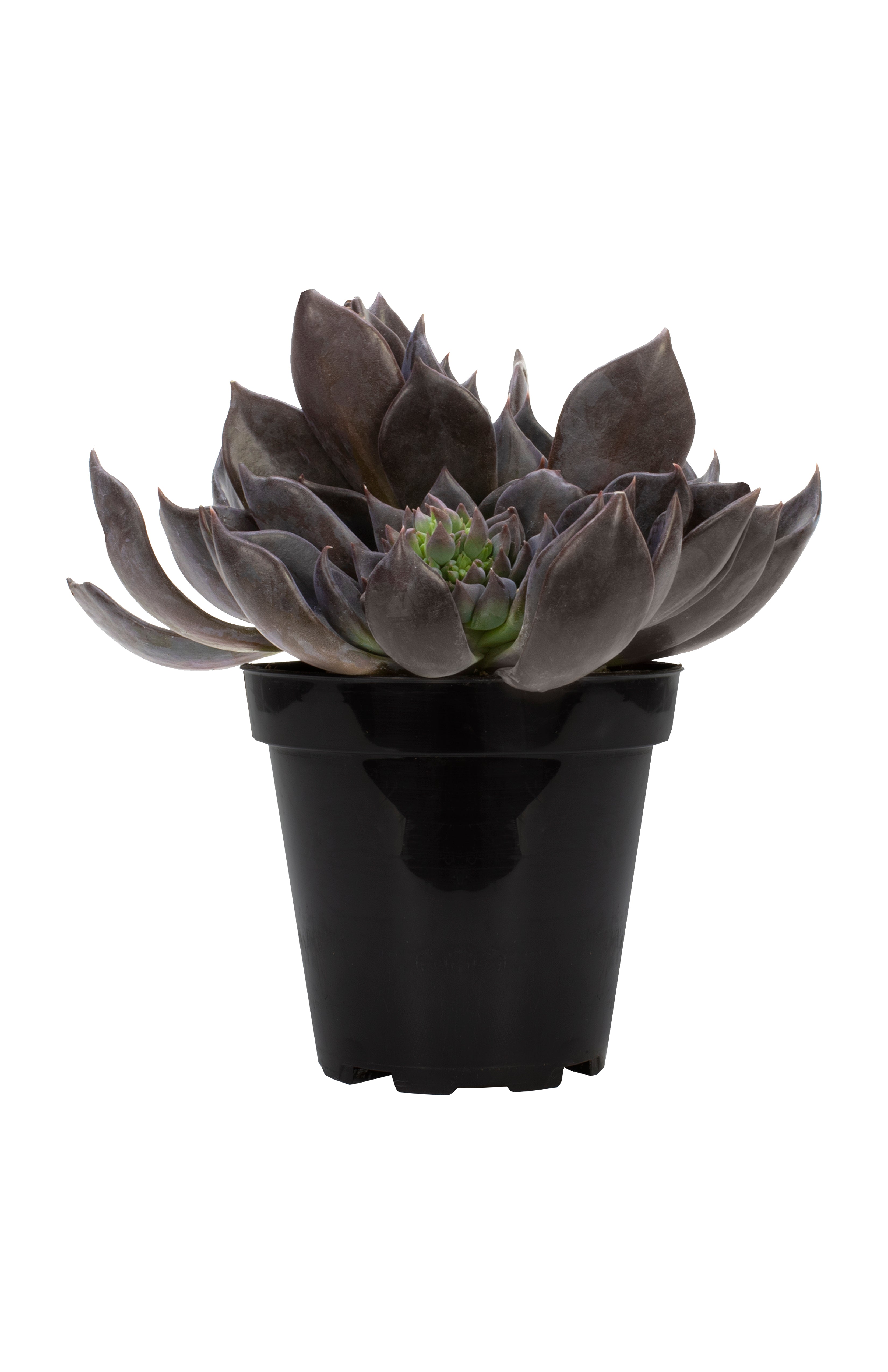 Echeveria 'Dark Moon' US PP28,685