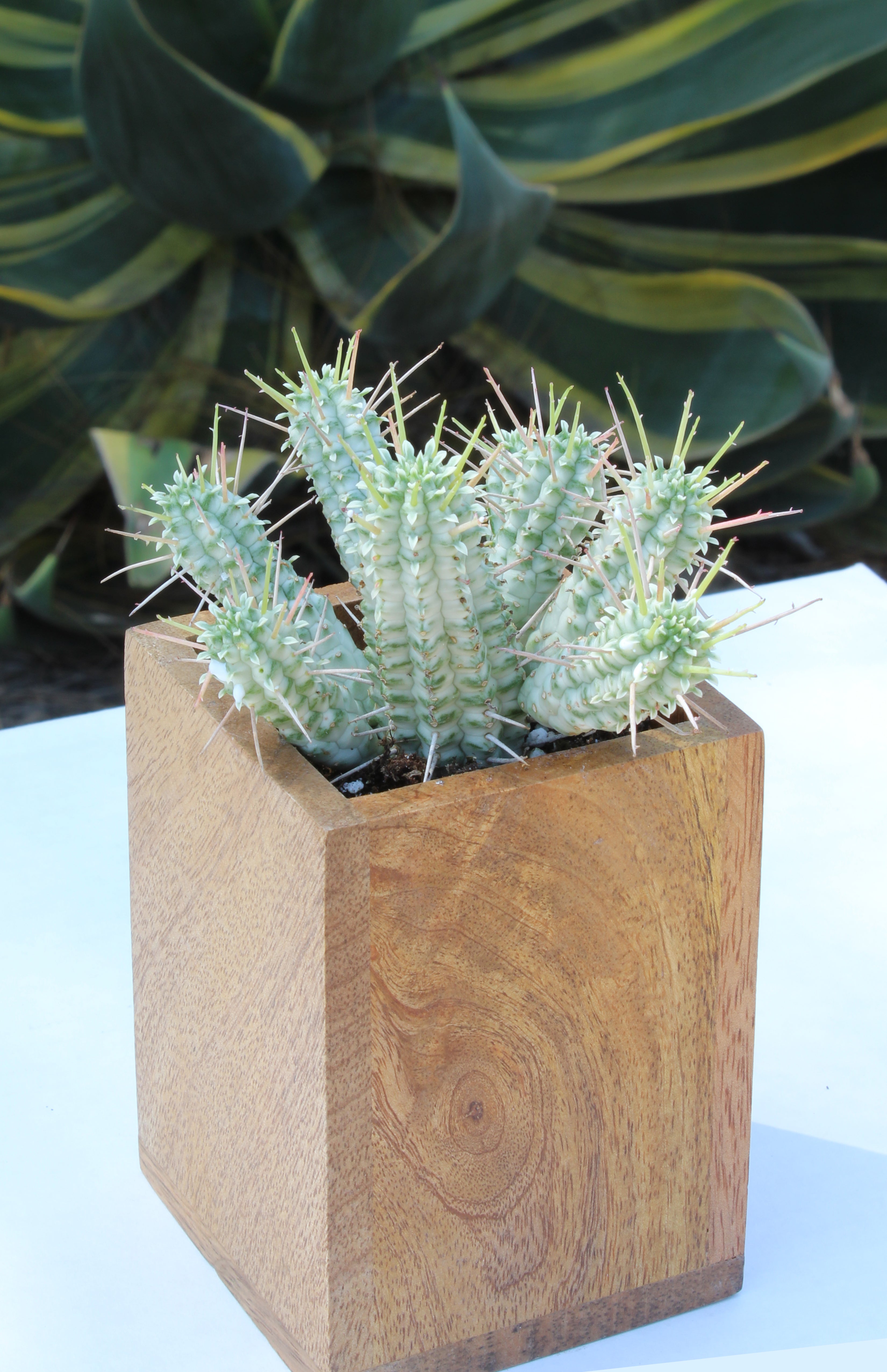 Euphorbia mammillaris 'Variegata'
