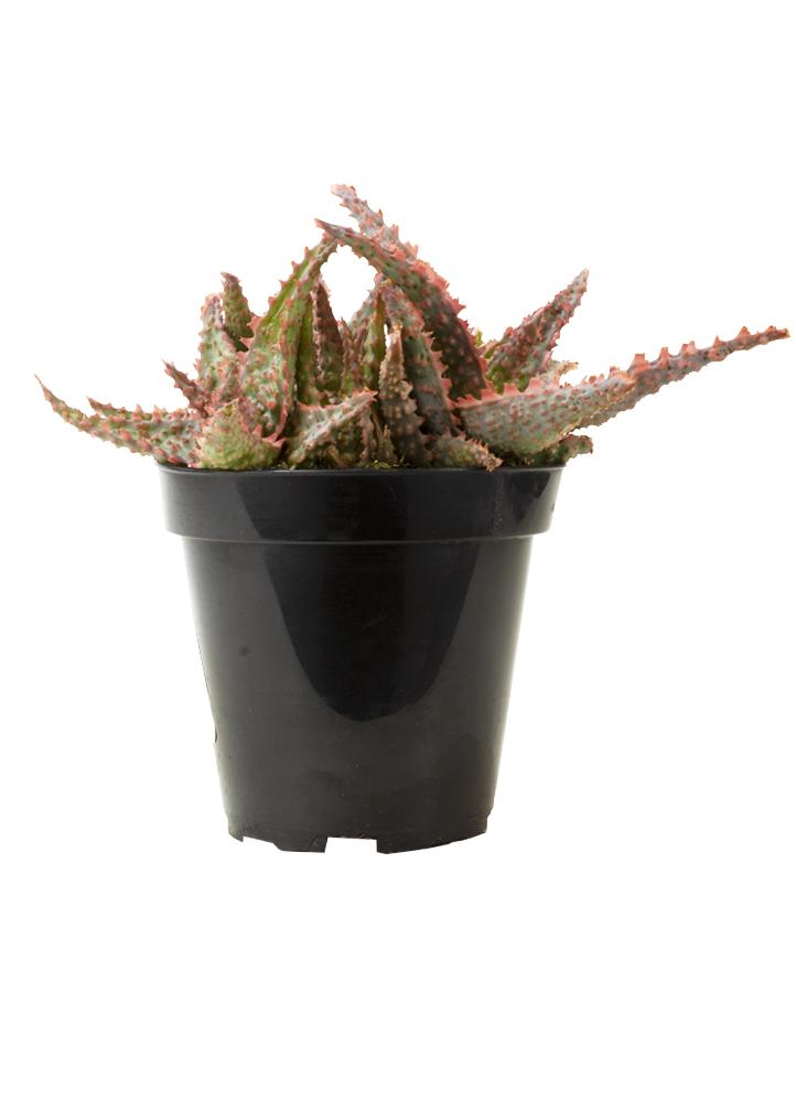 Aloe Oik front white background