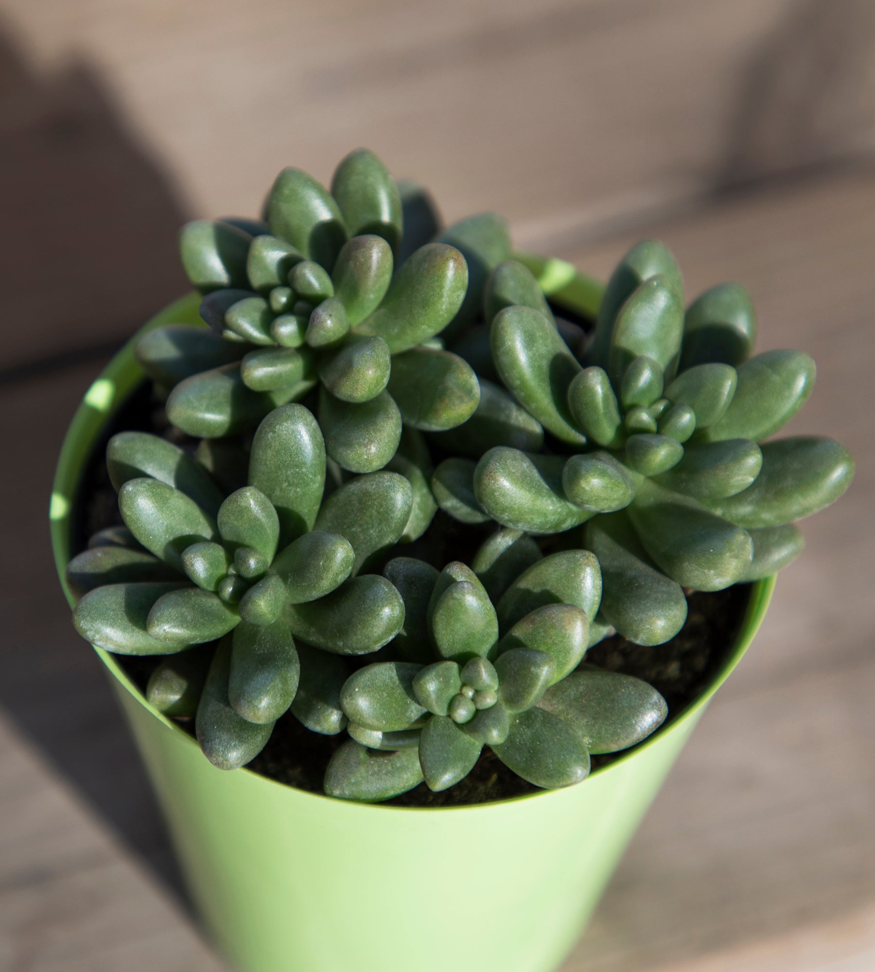 Cremnosedum ‘Little Gem’ - 2.5- Lifestyle