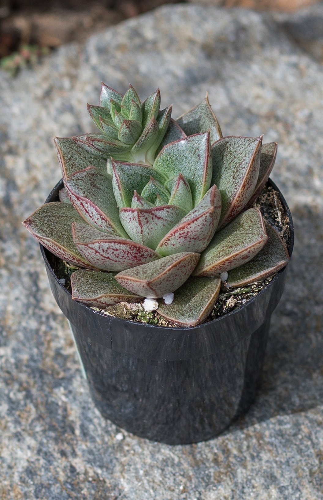 2.5 IN Echeveria Purpusorum- Lifestyle