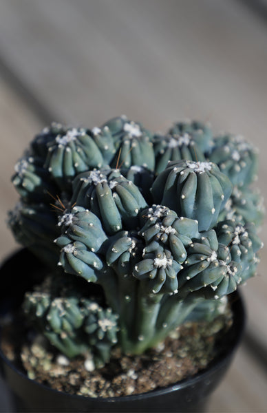 succulents box cereus ming thing cereus forbesii monstrose Cereus forbesii monstrose 'Ming Thing' – Altman Plants