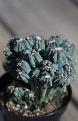 Cereus forbesii monstrose ‘Ming Thing’