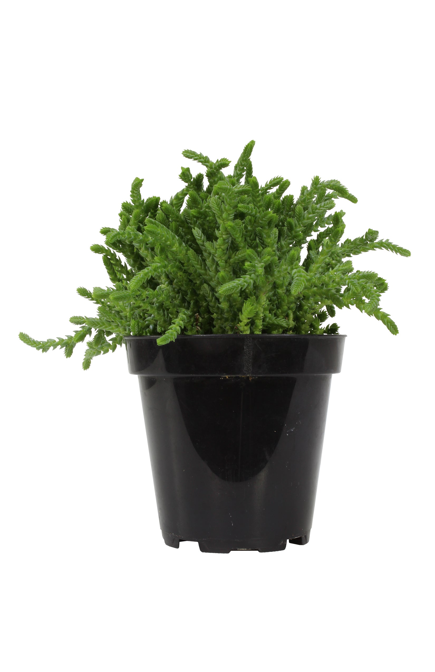 “Watch Chain” Crassula Succulent: Unique Succulent Plants for Home or Garden - (3.5") - Drought Tolerant Plants - Easy Plant Care - Lycopodioides