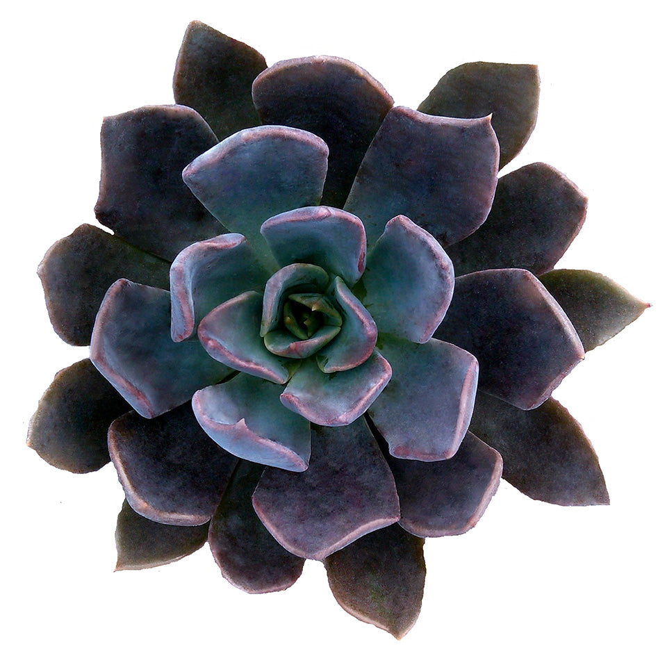 Echeveria 'Dark Moon' US PP28,685