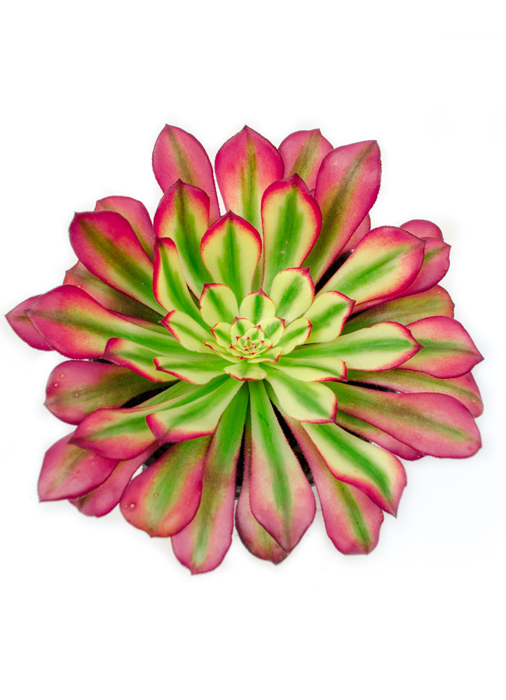 Aeonium 'Mardi Gras'