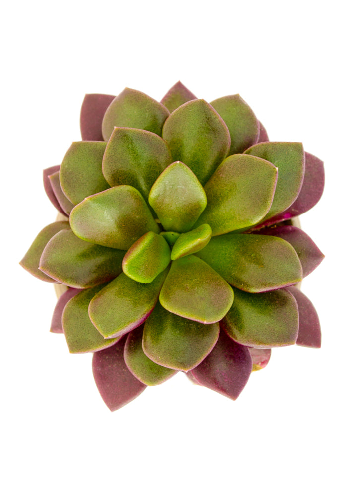 Anacampseros telephiastrum variegata 'Sunrise'