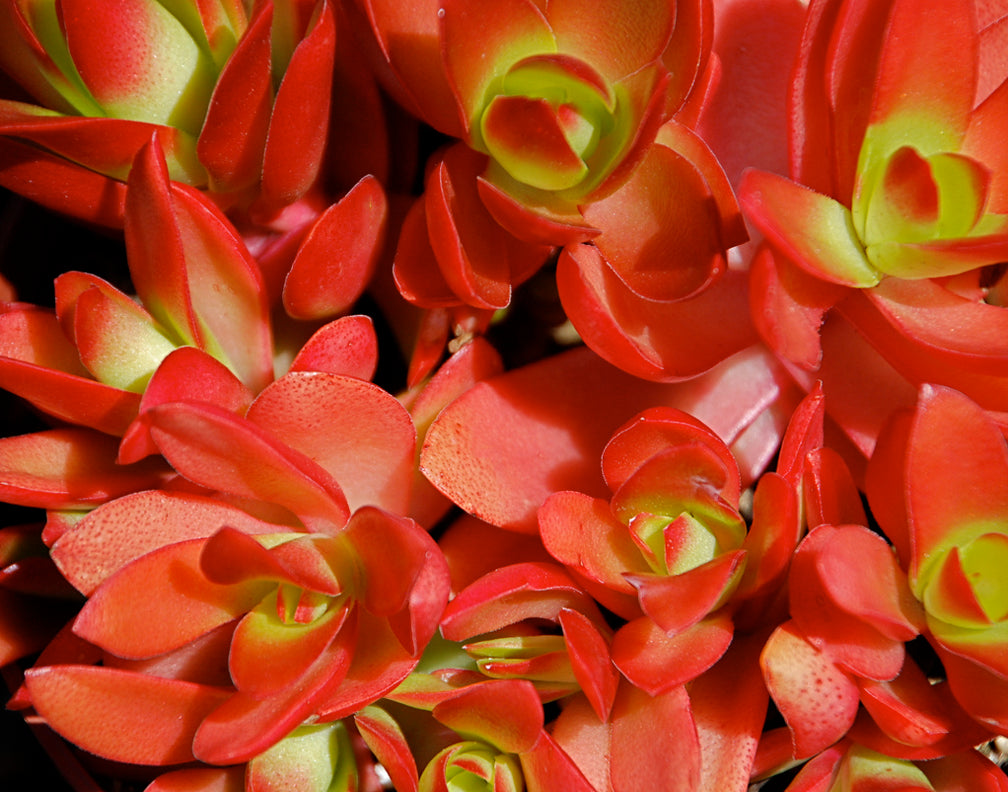 Crassula capitella 'Campfire'