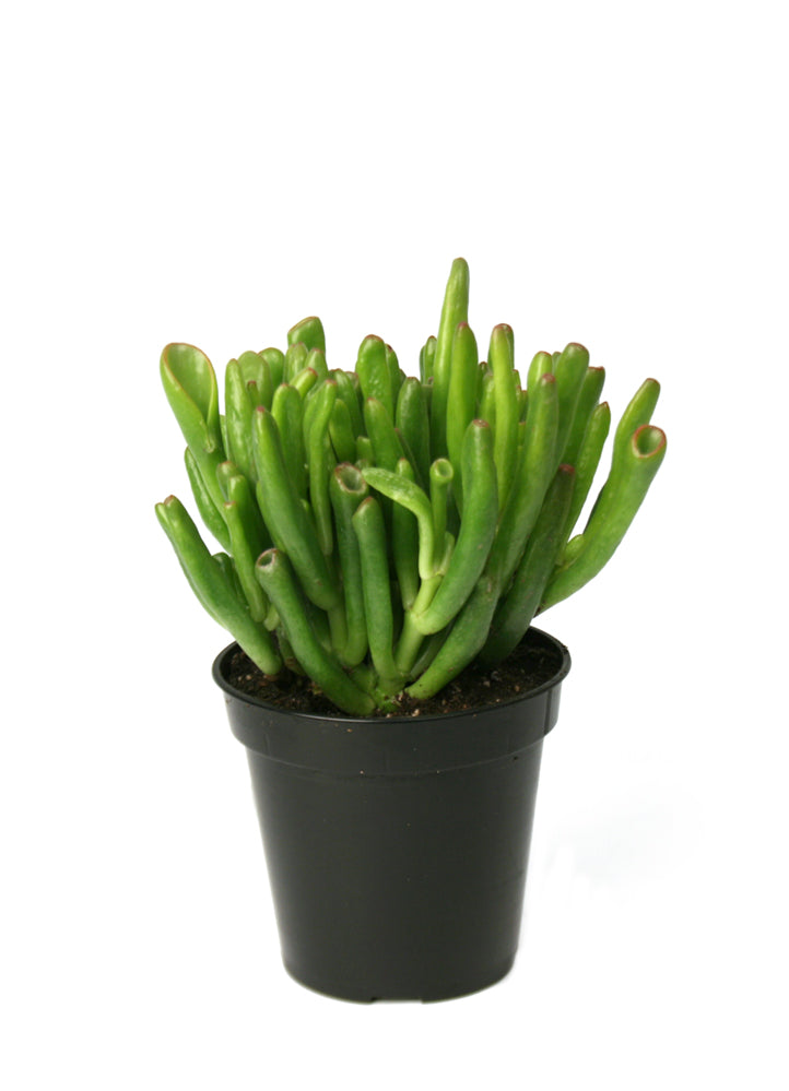 Crassula argentea 'ETs Fingers'