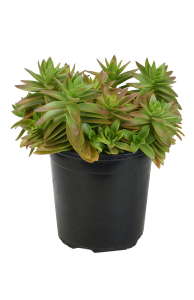 campfire succulent plant Crassula capitella 'Campfire' – Altman Plants