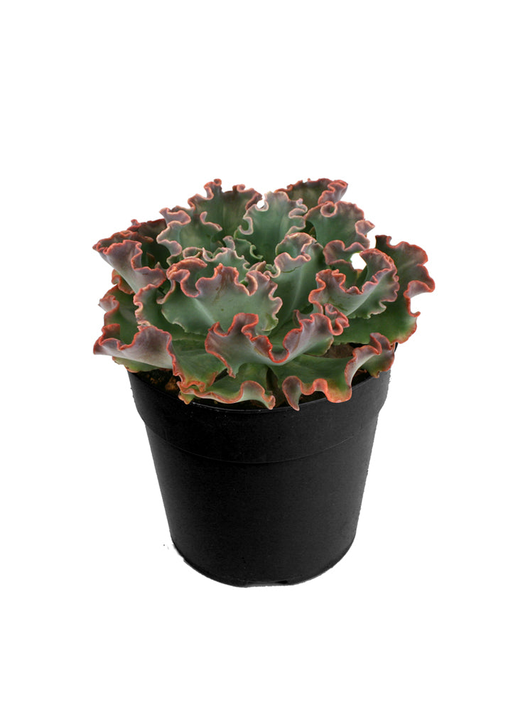 Echeveria 'Blue Curls'