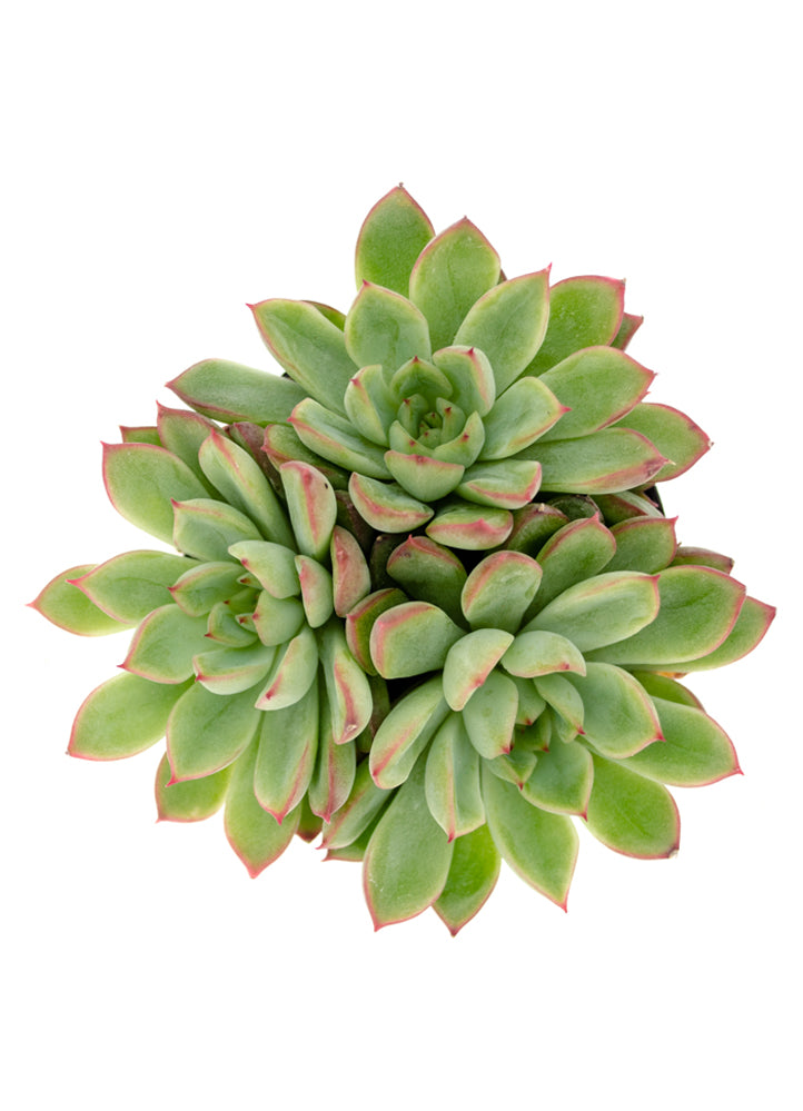Echeveria 'Starlite'