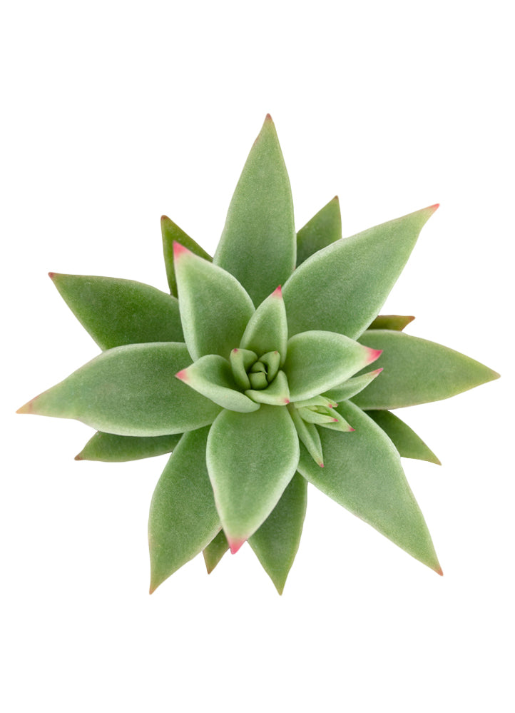 Echeveria agavoides