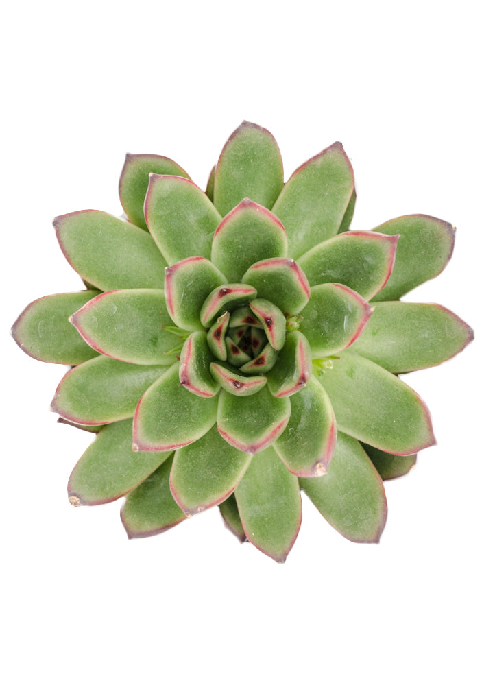 Echeveria agavoides x pulidonis