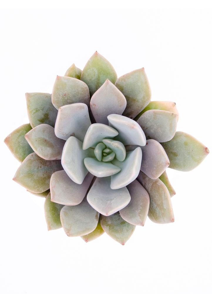 Graptoveria ‘Debbie’ - 2.5- Top